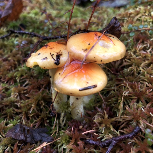 Larch Waxy Cap (Hygrophorus speciosus)