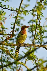 Trachyphonus erythrocephalus