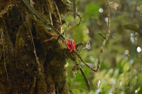 Disocactus cinnabarinus
