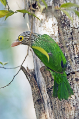 Psilopogon lineatus