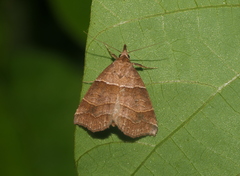 Dunira diplogramma