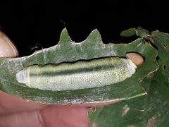 Tagiadini