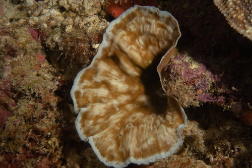 Leptoseris foliosa