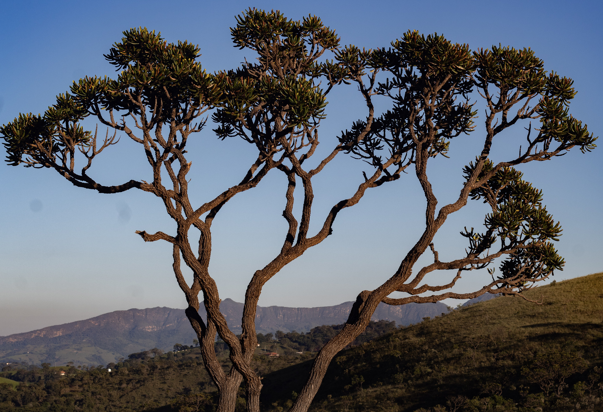 Vochysia thyrsoidea