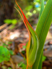 Pterostylis cardiostigma