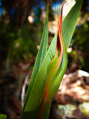 Pterostylis cardiostigma