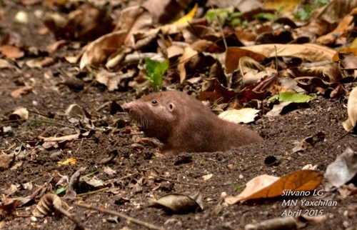 Hispid Pocket Gopher