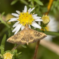 Pyrausta rubricalis