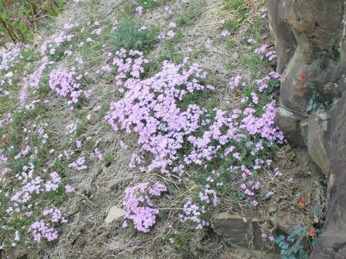 Phlox subulata