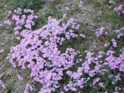 Phlox subulata
