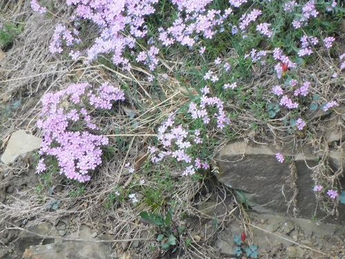 Phlox subulata