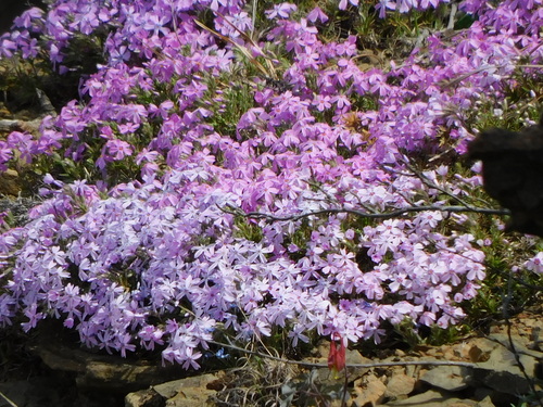 Phlox subulata