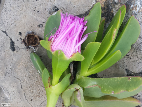 Mesembryanthemum acinaciforme L. 6