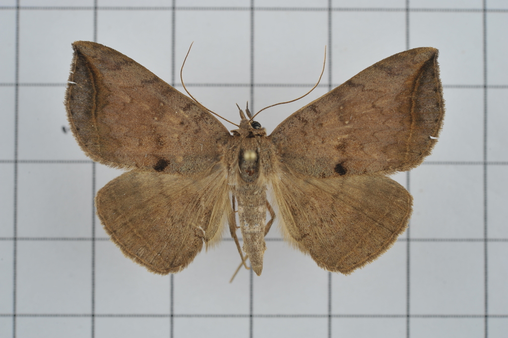 Blasticorhinus ussuriensis