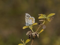 Pseudophilotes bavius