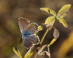Pseudophilotes bavius