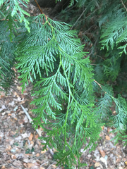 Thuja occidentalis