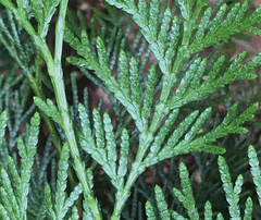 Thuja occidentalis