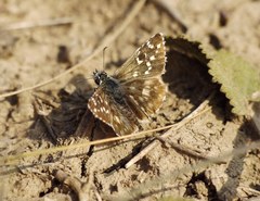 Pyrgus armoricanus