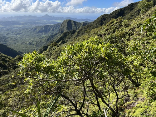 Myrsine kauaiensis observed 2022-09-08