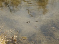 Pelophylax
