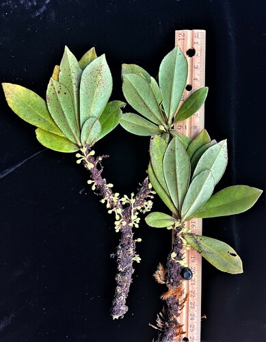 Myrsine kauaiensis observed 2023-01-15
