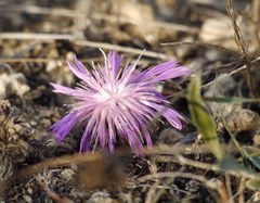 Psephellus marschallianus