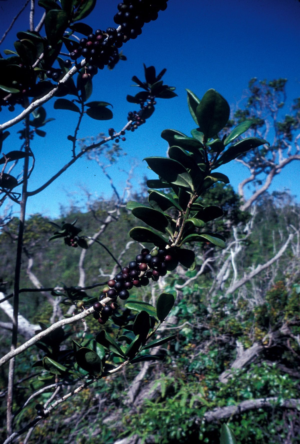 Myrsine knudsenii
