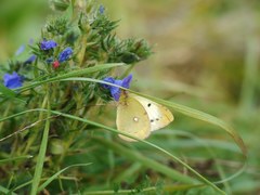 Colias erate