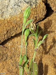 Silene aethiopica