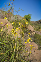 Moraea huttonii