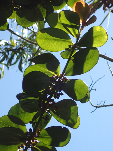 Myrsine knudsenii observed 2015-05-02
