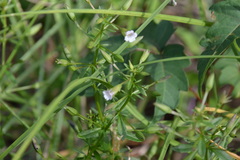 Mecardonia acuminata