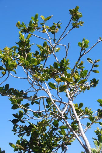 Myrsine knudsenii observed 2015-09-08