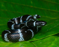 Cope's False Coral Snake photo 1