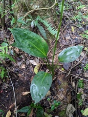 Prescott’s Spike Orchid