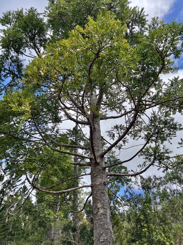 Image of Agathis lanceolata by (c) Sue Carnahan, some rights reserved (CC BY)
