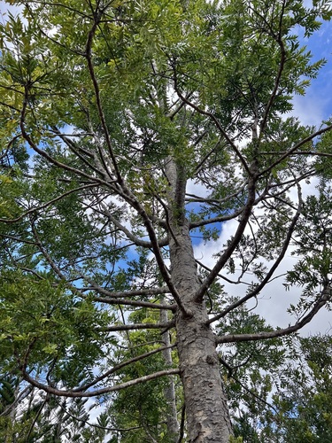 Image of Agathis lanceolata by (c) Sue Carnahan, some rights reserved (CC BY)