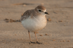 Charadrius montanus