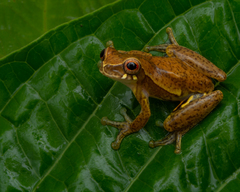 Rio Tuquesa Treefrog photo 1