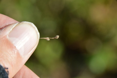 Kellochloa brachyantha