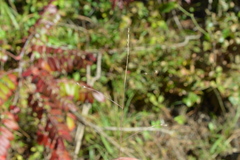 Kellochloa brachyantha