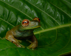 Palmer's Treefrog photo 5
