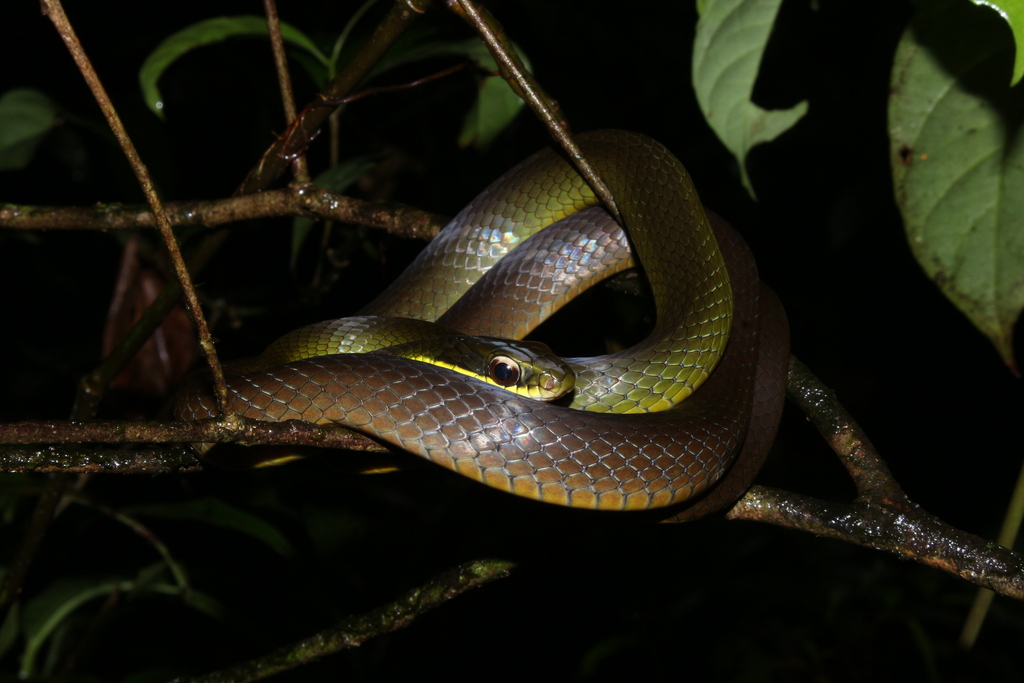 Northern Woodland Racer