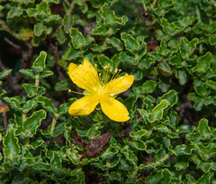 Hypericum balearicum