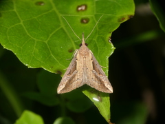 Hypena zillana