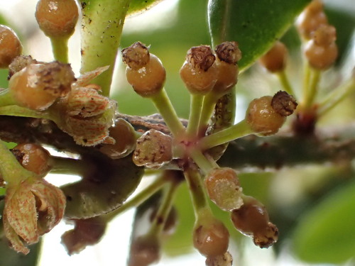 Myrsine knudsenii observed 2016-03-30