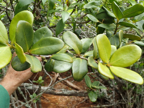 Myrsine knudsenii observed 2018-07-13