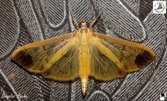 Eulepte gastralis