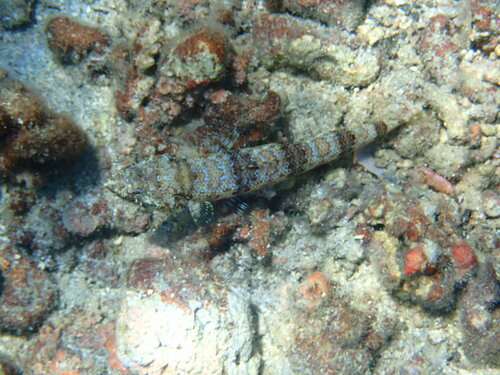 Calico lizardfish (Synodus lacertinus) — Synodontidae — 4